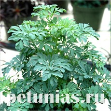 РУТА