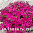 Garden Beauty