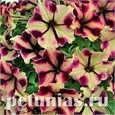 Romantica