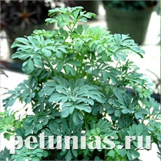 РУТА РУТА