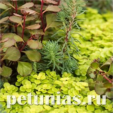 СЕДУМ (ОЧИТОК) СЕДУМ (ОЧИТОК)