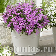 СМОЛЕВКА СМОЛЕВКА