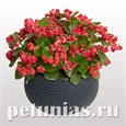 Бегония махровая FlowerBall