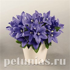 ПЛАТИКОДОН ПЛАТИКОДОН