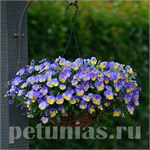 ВИОЛА ВИОЛА