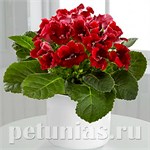Глоксиния Глоксиния