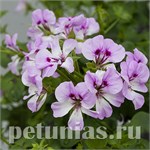 Пеларгония плющелистная Пеларгония плющелистная