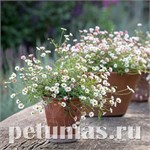 Эригерон Эригерон