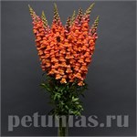 На срезку (высокорослые сорта)