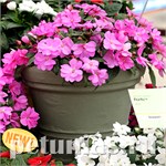 Бальзамин новогвинейский Florific