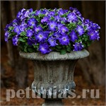 Крупноцветковая