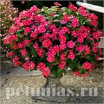 Ампельный катарантус
