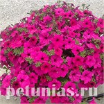 Garden Beauty