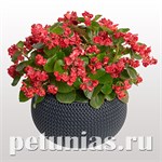 Бегония махровая FlowerBall