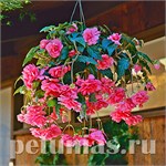 Бегония ампельная Sun Dancer