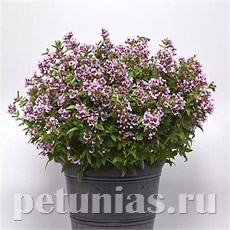 КУФЕЯ КУФЕЯ