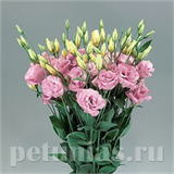 ЭУСТОМА (ЛИЗИАНТУС) ЭУСТОМА (ЛИЗИАНТУС)