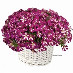 Mini Stellina Mini Stellina