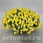 Ампельный Candy Showers