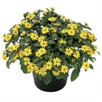 САНВИТАЛИЯ