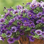 КАЛИБРАХОА