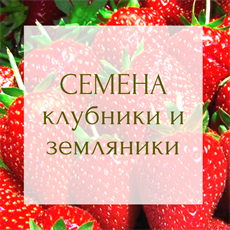 СЕМЕНА КЛУБНИКИ