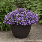 КАЛИБРАХОА от Panamerican уже в продаже!