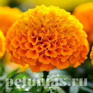 Бархатцы Taishan Orange Improved - 5 шт 10186 - фото 1000