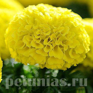 Бархатцы Taishan Yellow Improved - 5 шт 10187 - фото 1001