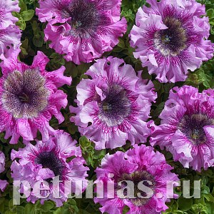Петуния Nana Rosea - 5 шт 10951 - фото 1012