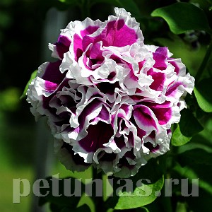 Петуния махровая Pirouette Purple - 10 шт 11072 - фото 1019