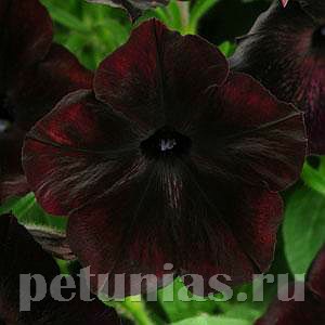 Петуния Debonair Black Cherry - 5 шт 11075 - фото 1028