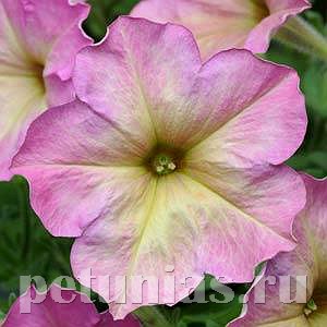 Петуния Debonair Dusty Rose - 5 шт 11076 - фото 1029