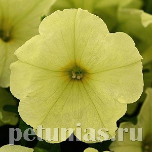 Петуния Debonair Lime Green Improved - 5 шт 11077 - фото 1030
