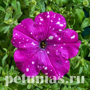 Петуния Dot Star Dark Violet - 5 шт 11078 - фото 1032