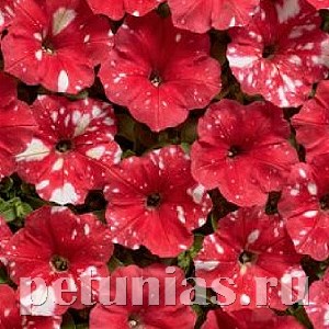 Петуния Dot Star Red - 5 шт 11080 - фото 1034