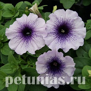 Петуния Mambo GP Blue Veined - 10 шт 11083 - фото 1036