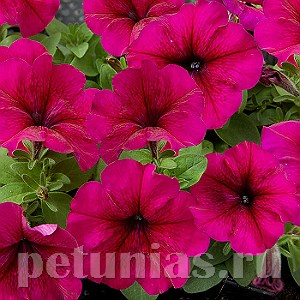 Петуния Mambo GP Burgundy - 10 шт 11084 - фото 1037