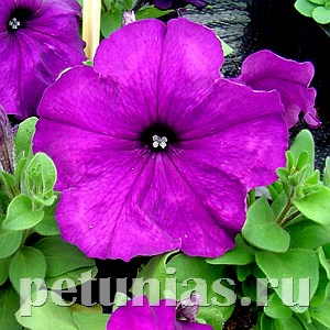 Петуния Mambo GP Deep Purple - 10 шт 11085 - фото 1038