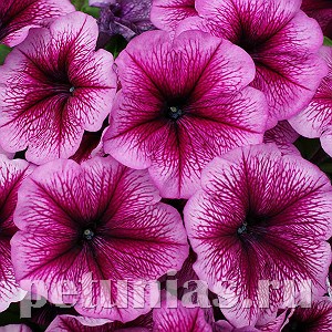 Петуния Mambo GP Orchid Veined - 10 шт 11087 - фото 1040
