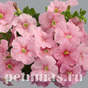 Петуния Mambo GP Peach - 10 шт 11088 - фото 1041