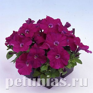 Петуния Mambo GP Purple - 10 шт 11090 - фото 1043