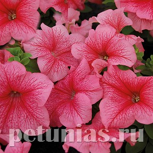 Петуния Mambo GP Red Veined - 10 шт 11093 - фото 1046