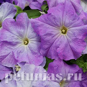 Петуния Mambo GP Sky Blue - 10 шт 11095 - фото 1048