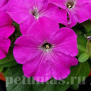 Петуния Mambo GP Violet - 10 шт 11096 - фото 1049