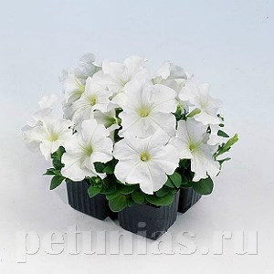 Петуния Mambo GP White - 10 шт 11097 - фото 1050
