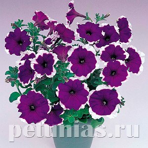 Петуния Merlin Blue Picotee - 10 шт 11100 - фото 1053