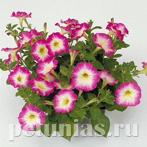 Петуния Merlin Pink Morn - 10 шт 11102 - фото 1055