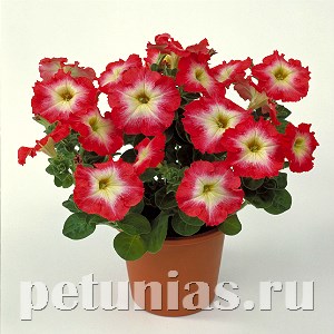 Петуния Merlin Red Morn - 10 шт 11103 - фото 1056
