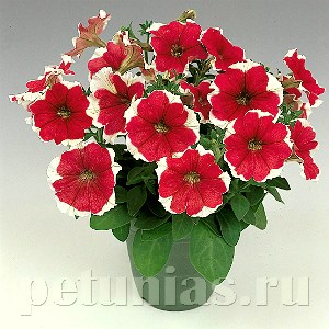 Петуния Merlin Red Picotee - 10 шт 11104 - фото 1057